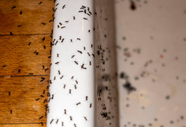 Best Pest Inspection Near Me  in Grandview, OK